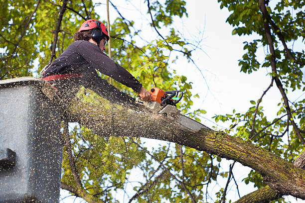 Professional Tree Services in Pughtown, PA